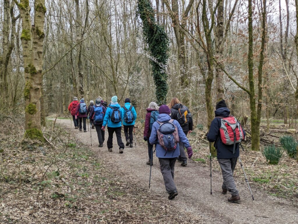 Walking through woods, tree branches are bare and there are brown leaves on the ground.