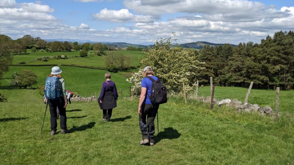 The group are on a beautiful walk near Melling. They are walking down a field. A hawthorn is in flower on the left; there's a stone wall, fells in the distance and fluffy clouds in a blue sky,