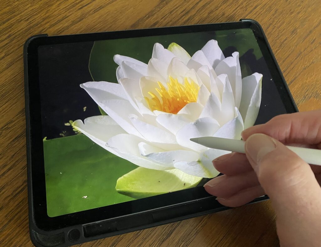 A demonstration of how to remove blemishes using an Apple pencil and iPad from a flower photo.