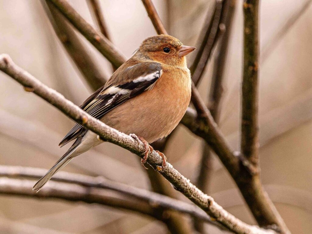 A pretty little bird on a twig at Leighton Moss.