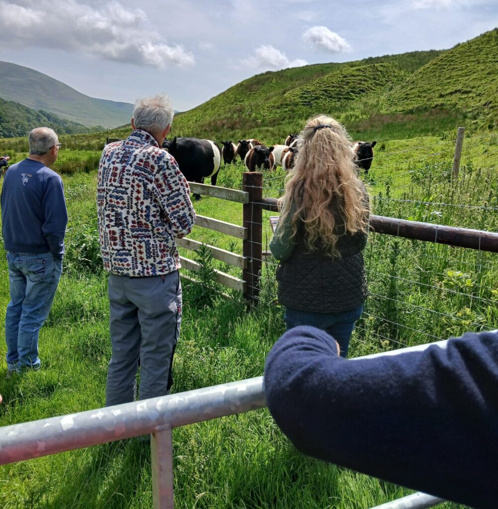 Viewing the cattle