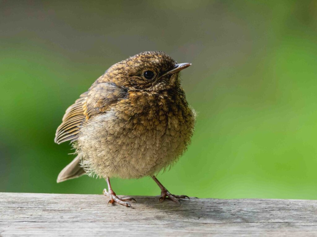A baby robin all fluffed up.
