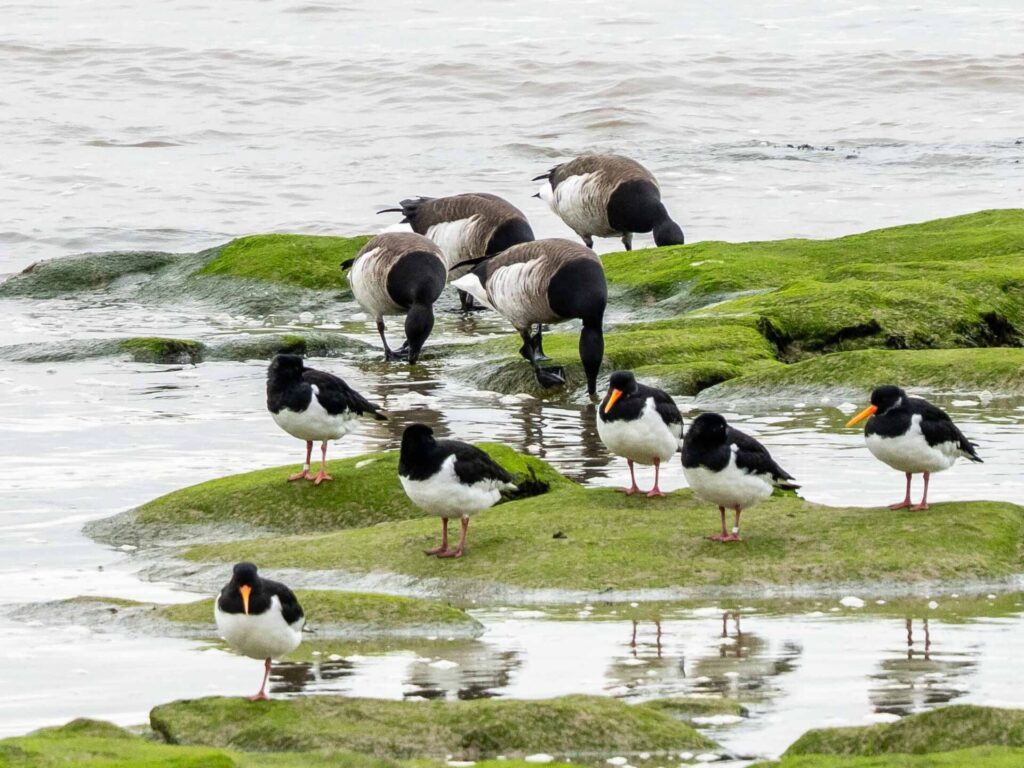 Grey geese and oyster catchers on mossy rocks