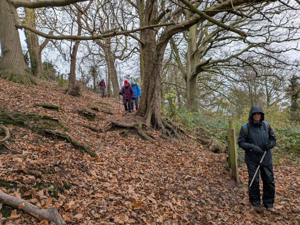 An autumn walk, walking through a wood down a bank covered in dead leaves.